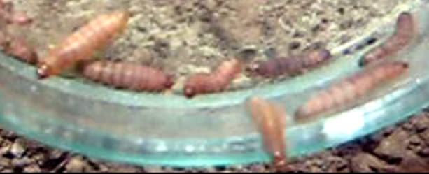 D:\����\����\MVI_1837.AVI (0_00_06) 000030.bmp