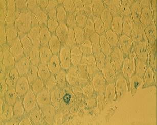 ��� ����� �����3