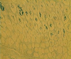 ��� ����� �����2