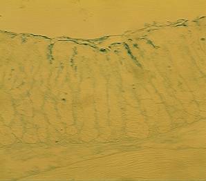 ��� ����� ���� ����