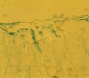 ��� ����� ���� ����4