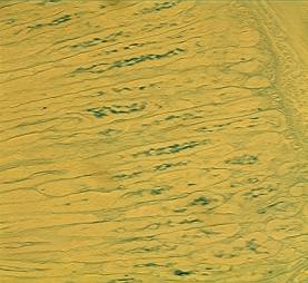 ��� ����� 3635 ����