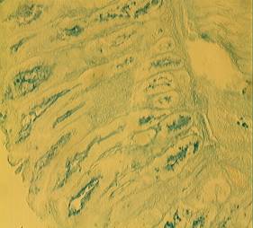 ��� ����� 3635 ����3