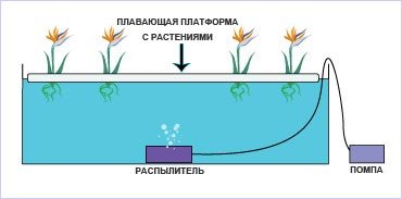    (Water Culture)