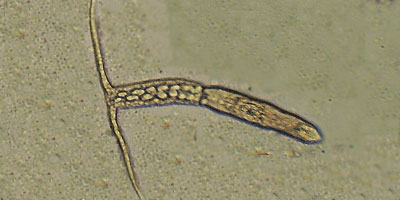 Cotylurus sp.