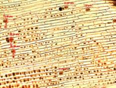 C:\Users\�������\AppData\Local\Microsoft\Windows\Temporary Internet Files\Content.Word\���. �. �..jpg