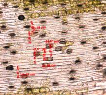 C:\Users\�������\AppData\Local\Microsoft\Windows\Temporary Internet Files\Content.Word\���.������������ ����.jpg