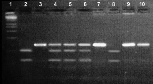 Ðèñóíîê 2.tif