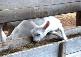  ����������� ��������� ����