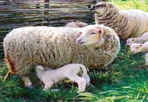 ��������� ����