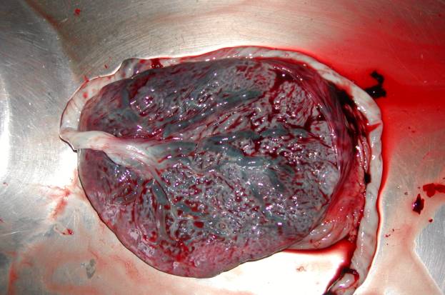 Изображение 003