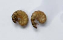 C:\Users\�������-�����\AppData\Local\Microsoft\Windows\Temporary Internet Files\Content.Word\DSC_9876.jpg