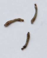 C:\Users\габеева-алина\AppData\Local\Microsoft\Windows\Temporary Internet Files\Content.Word\DSC_9877.jpg