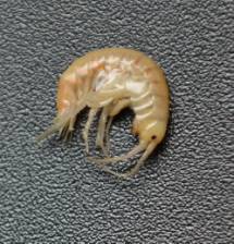 C:\Users\�������-�����\AppData\Local\Microsoft\Windows\Temporary Internet Files\Content.Word\DSC_9868.jpg