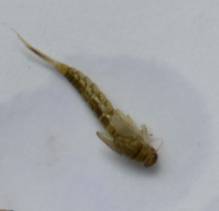 C:\Users\габеева-алина\AppData\Local\Microsoft\Windows\Temporary Internet Files\Content.Word\DSC_9885.jpg