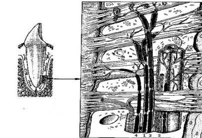 Общая%20схема%20нервных%20окончаний%20периодонта%20с%20клетками