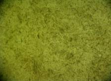 DSCN6520 Fe + C х500