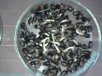 C:\Users\�������\Documents\��������� ����\���������� �����������\�����������\���� ������\����-0032.jpg