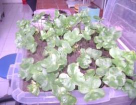 C:\Users\�������\Documents\��������� ����\���������� �����������\�����������\���� ������\DSC09537.JPG