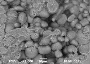 Описание: C:\Users\Малик\Desktop\Клинкер РЭМ\Клинкер с добавкой\Клинкер с добавкой РЭМ\204-2 - 5.bmp