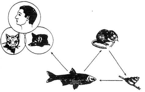 C:\Users\назгуль\Desktop\Сканирование\Сниддмок копия.jpg