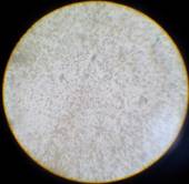 ������ ����� ����