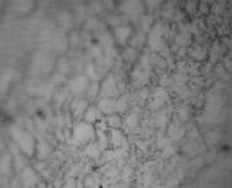 ��� ���� �100