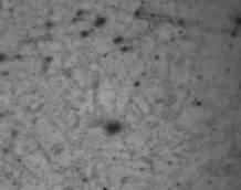 � ����� �100