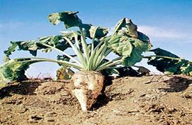 http://www.reallynatural.com/pictures/sugarbeet.jpg