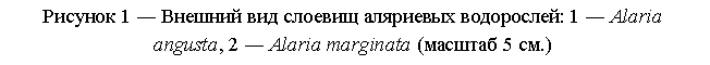 �������: ������� 1 ― ������� ��� ������� ��������� ����������: 1 ― Alaria angusta, 2 ― Alaria marginata (������� 5 ��.)