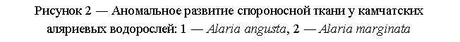 Подпись: Рисунок 2 ― Аномальное развитие спороносной ткани у камчатских аляриевых водорослей: 1 ― Alaria angusta, 2 ― Alaria marginata