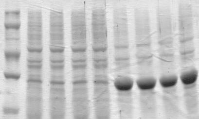 C:\Users\1\Desktop\������\PNP Kp.jpg