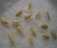 C:\Users\Юленька\Desktop\ПНИЛПМ и ПП\диплом\сад и огород\100_1909.JPG