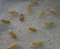 C:\Users\Юленька\Desktop\ПНИЛПМ и ПП\диплом\сад и огород\100_1913.JPG