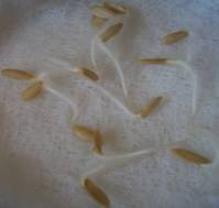 C:\Users\Юленька\Desktop\ПНИЛПМ и ПП\диплом\сад и огород\100_1936.JPG