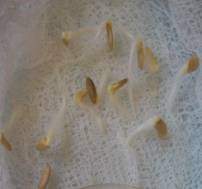 C:\Users\Юленька\Desktop\ПНИЛПМ и ПП\диплом\сад и огород\100_1935.JPG