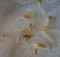 C:\Users\Юленька\Desktop\ПНИЛПМ и ПП\диплом\сад и огород\100_1934.JPG