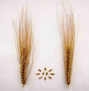 Копия Изображение