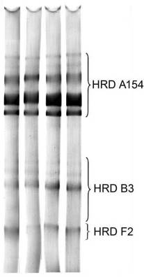 Волжский_первый ФОРЕЗ