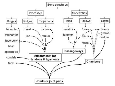 D:\2014\JAN\ \\bonestructures.jpg