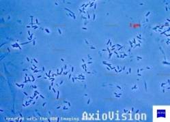 ��������: L