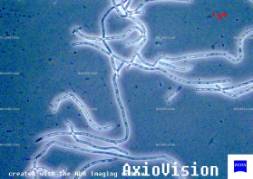 ��������: 4-2a